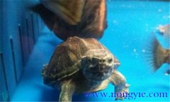 麝香龜可以深水養(yǎng)嗎？麝香龜?shù)男螒B(tài)特點
