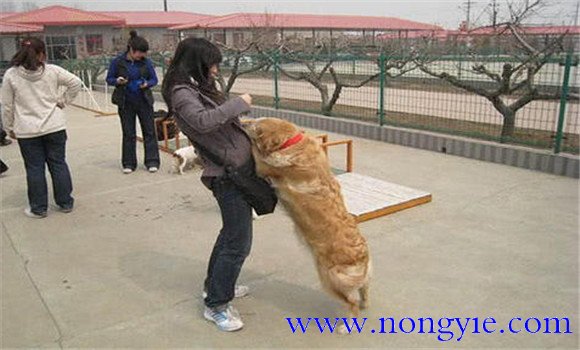 怎樣阻止狗撲人、如何糾正