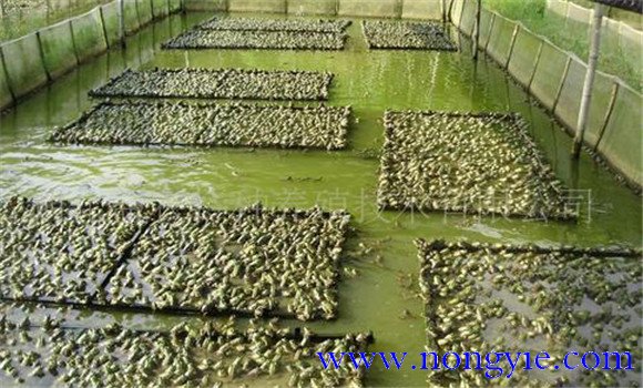 牛蛙養(yǎng)殖成本多少，養(yǎng)殖牛蛙要投資多少錢