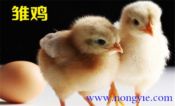 雛雞的脫溫方法、時(shí)間與步驟