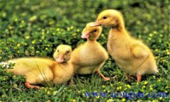 雛鴨副傷寒的診斷與治療方法、該吃什么藥?