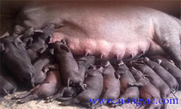 母豬產(chǎn)后厭食不吃應(yīng)該怎么辦，怎么治療