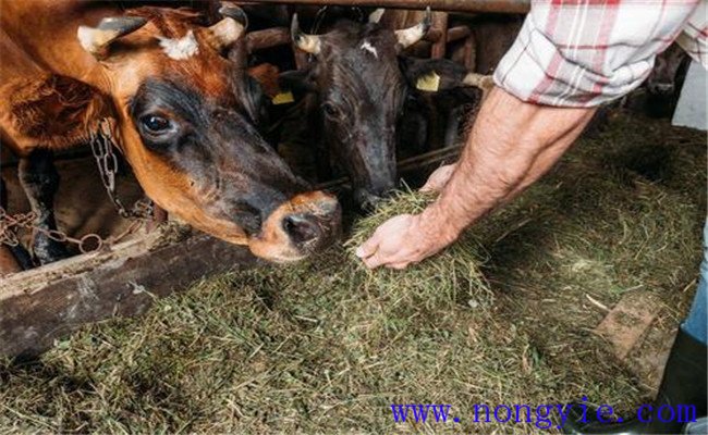 牛羊用草粉的粉碎加工、發(fā)酵方法 草粉如何飼喂