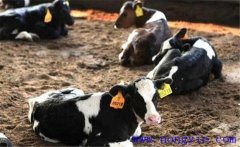 奶牛結核病的臨床癥狀、診斷方法與防治措施