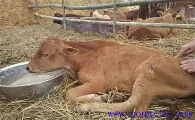 牛水瀉的病因和預(yù)防、防治方法