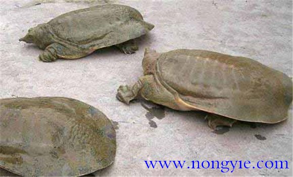 鱉紅脖子病怎樣防治，病因是什么？