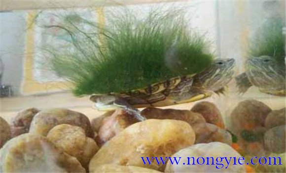 綠毛龜是保護動物嗎、綠毛龜怎么養(yǎng)