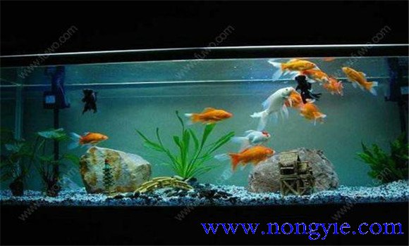 怎樣飼養(yǎng)金魚，飼養(yǎng)金魚注意事項和技術(shù)要點