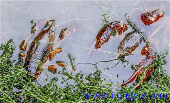 小龍蝦的生活習(xí)性