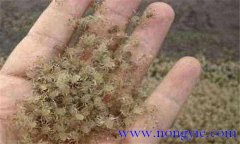 河蟹苗多少錢(qián)一斤 我國(guó)天然河蟹苗資源分布