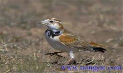 百靈鳥為什么要鳴叫，其聲音為什么悅耳動(dòng)聽?