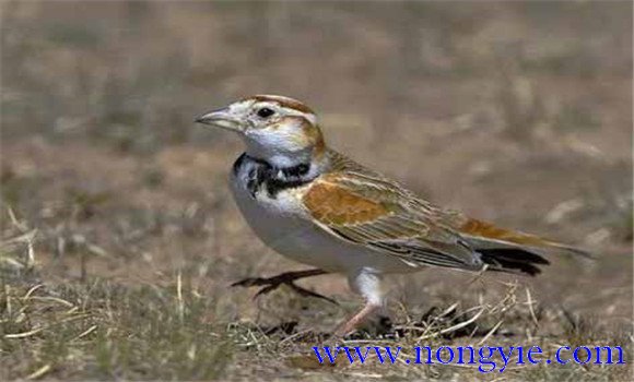 飼養(yǎng)百靈鳥(niǎo)，應(yīng)當(dāng)注意哪些問(wèn)題