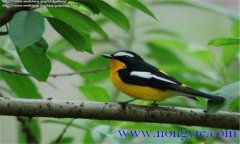 如何調(diào)教百靈鳥？百靈鳥的調(diào)教與訓(xùn)練方法