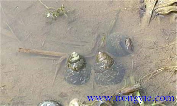 田螺養(yǎng)殖技術(shù)方法