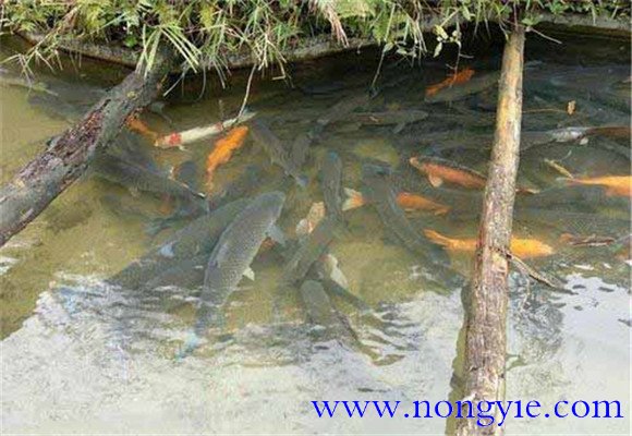 草魚(yú)的放養(yǎng)比例要求