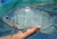 羅非魚(yú)的原產(chǎn)地是哪里，其生活習(xí)性如何？