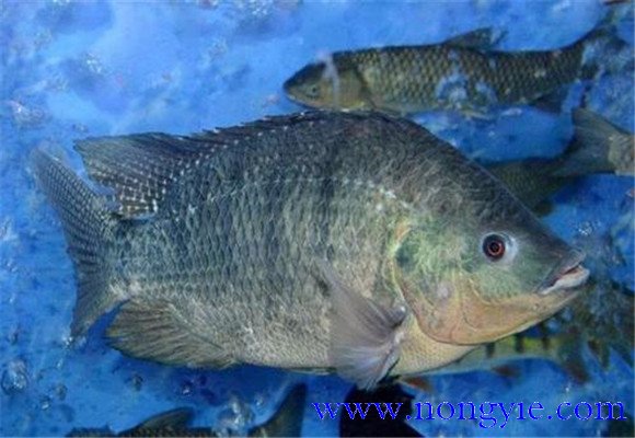 羅非魚的生活習性