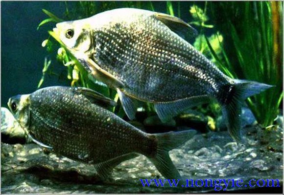 羅非魚的原產(chǎn)地是哪里，其生活習性如何