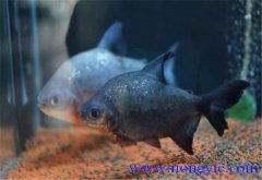 淡水白鯧能長(zhǎng)多大 淡水白鯧的生活習(xí)性如何？