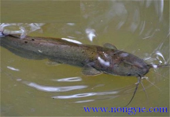 革胡子鯰可以和其他魚(yú)混養(yǎng)嗎