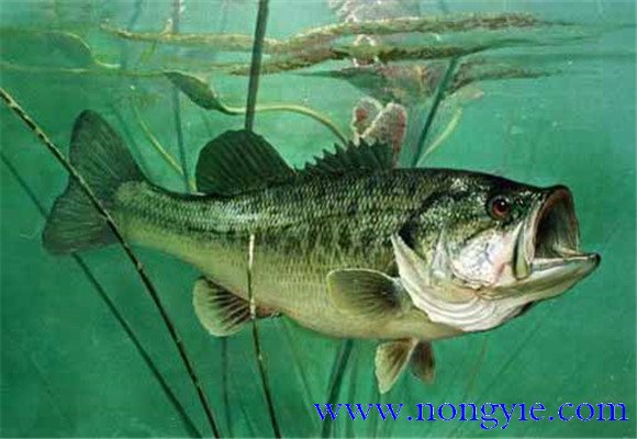 大口黑鱸養(yǎng)殖，飼養(yǎng)幼魚要注意哪些