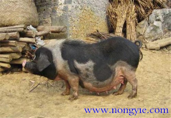 關(guān)嶺豬的產(chǎn)地、品種