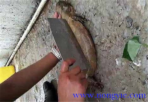 娃娃魚怎么殺？