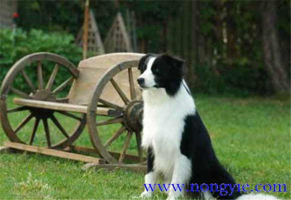 狗膿腫怎么治療，狗膿腫吃什么消炎藥