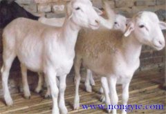 羊胃腸炎癥狀和治療的方法、病因是什么？