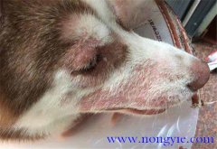 狗絳蟲病的癥狀及治療方法、吃什么藥