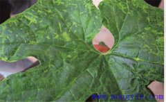 冬瓜病毒病的癥狀、發(fā)病原因和防治方法