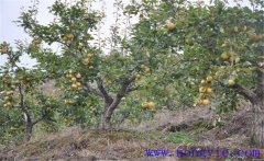 果樹小葉病的病因是什么？果樹小葉病怎么解決