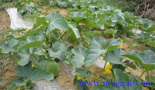 甜瓜追肥用什么肥料好