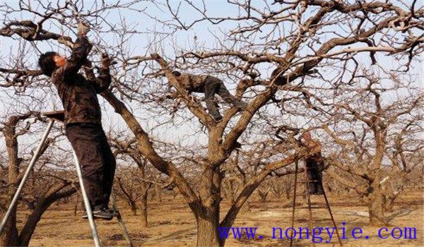 老梨樹(shù)具體怎樣修剪
