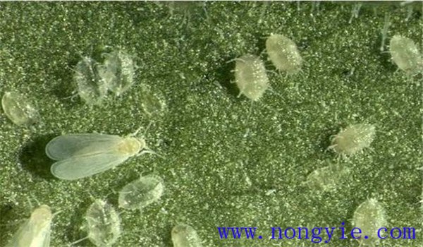 白粉虱怎么治，白粉虱用什么藥防治