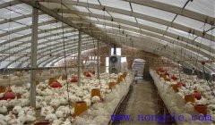 雞舍內(nèi)有害氣體是什么，雞舍氨氣重的消除辦法