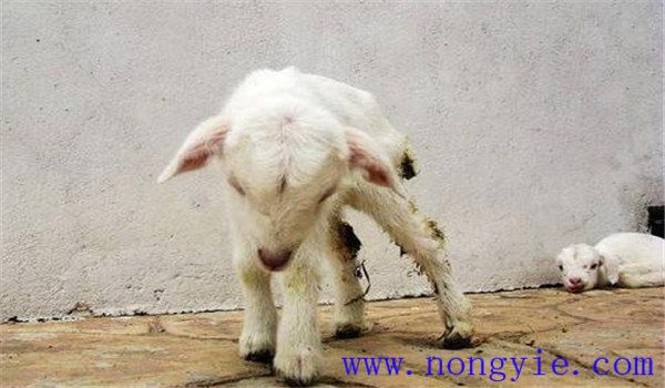 羔羊大揚(yáng)桿菌病的流行特點