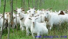 肉羊催肥方法的關鍵在于這四點，你需要知道