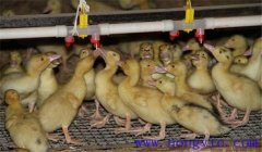 雛鴨飼養(yǎng)及管理要點(diǎn)：飼喂、溫度、飼養(yǎng)密度等