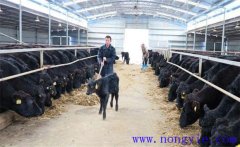 塑料大棚養(yǎng)?？尚袉?？如何在暖棚內養(yǎng)殖育肥牛