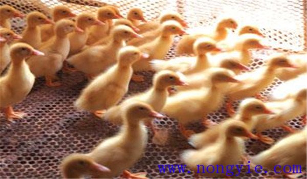 雛鴨開水、飲水注意事項