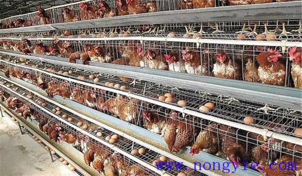冬季蛋雞養(yǎng)殖注意事項(xiàng)