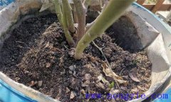 月季對(duì)土壤、溫度、光照、水份的要求