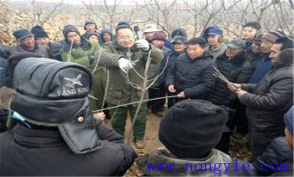 板栗種植技術與管理