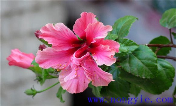 扶?；ㄔ趺答B(yǎng)