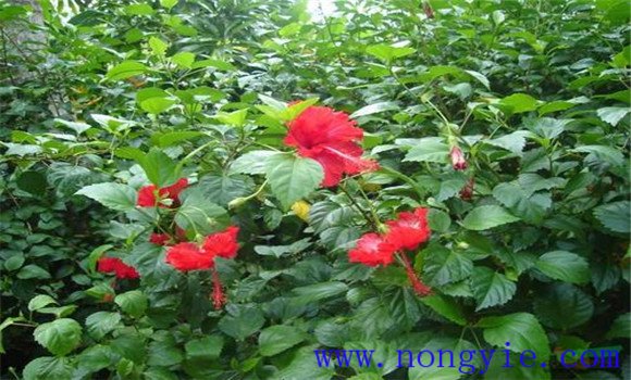 盆栽扶?；ㄔ趺答B(yǎng)才能開好花