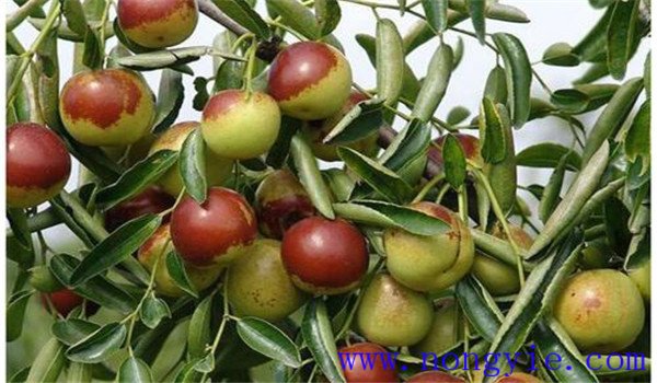 氮、磷、鉀是棗樹最重要的生產(chǎn)元素