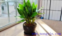 觀音竹怎么養(yǎng)才能長得好,關(guān)注這四點就夠了