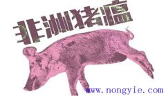 非洲豬瘟什么癥狀 非洲豬瘟的防控措施、要點(diǎn)