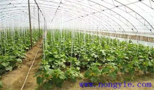 如何合理施用氮肥，施氮肥注意什么